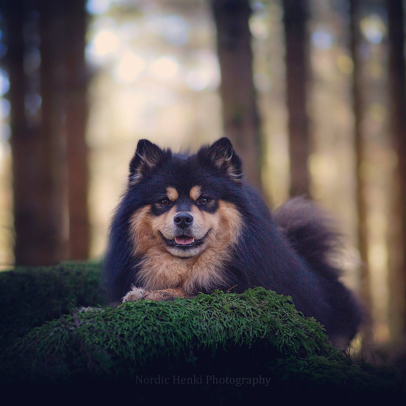 Leiko participe au concours pour gagner de l'argent avec cette photo : canidae, canis, carnivore, companion_dog, dog, dog_breed, fawn, fur, grass, photo_caption, plant, sitting, snout, sporting_group, terrestrial_animal, toy_dog, tree, whiskers, wildlife, working_dog