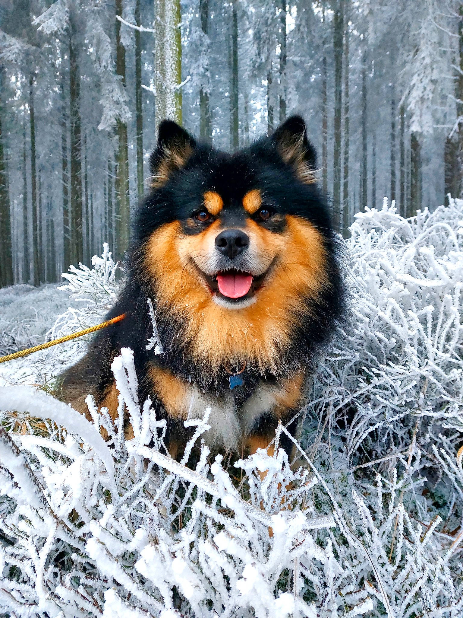 Leiko participe au concours pour gagner de l'argent avec cette photo : canidae, carnivore, companion_dog, dog, dog_breed, dog_supply, fawn, fur, head, plant, snout, snow, sporting_group, terrestrial_animal, tree, twig, whiskers, wildlife, winter, wood