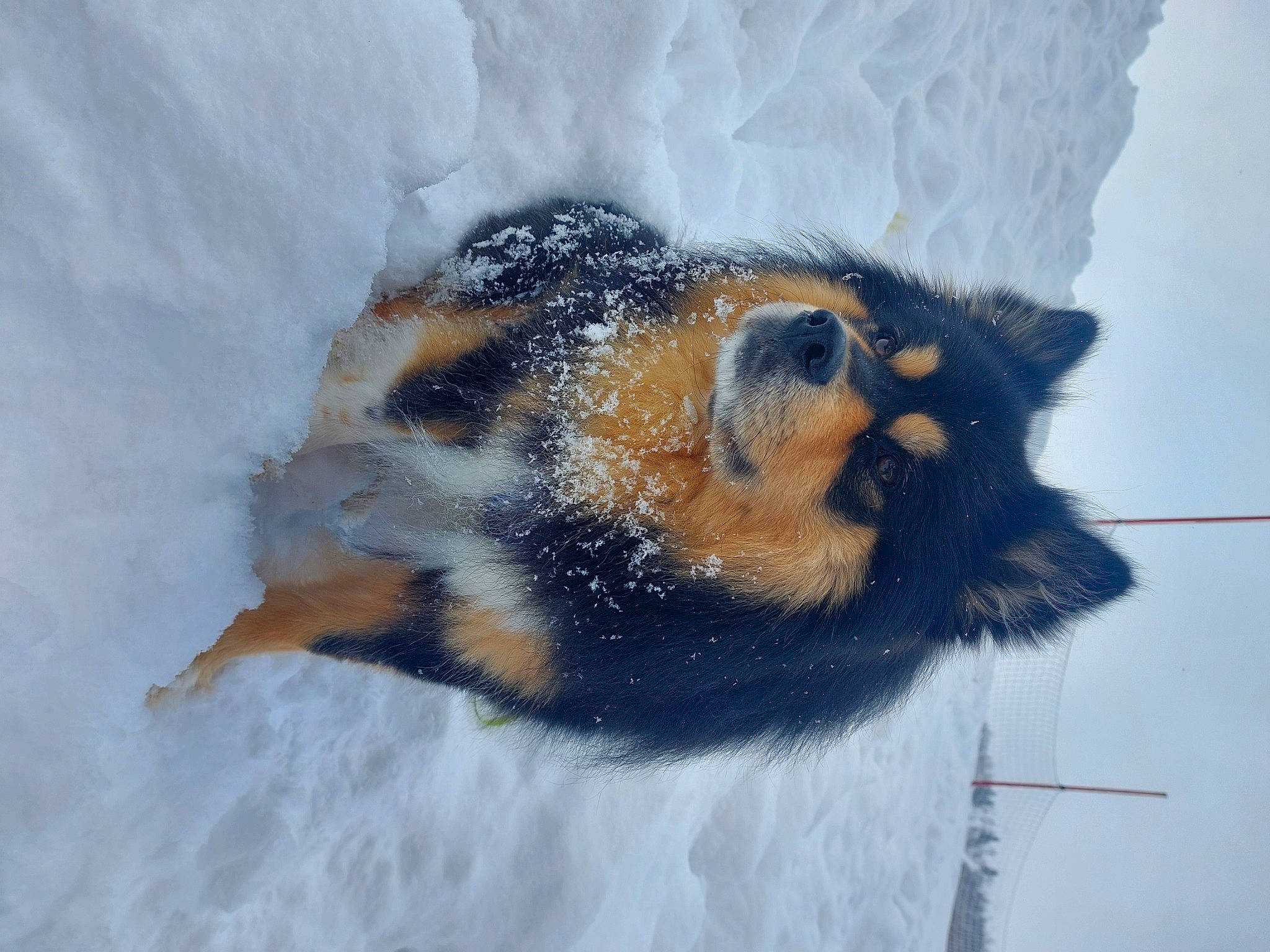 Leiko participe au concours pour gagner de l'argent avec cette photo : canidae, carnivore, claw, dog, dog_breed, fawn, freezing, fur, paw, snout, snow, sporting_group, tail, whiskers, wildlife, window, winter, working_dog