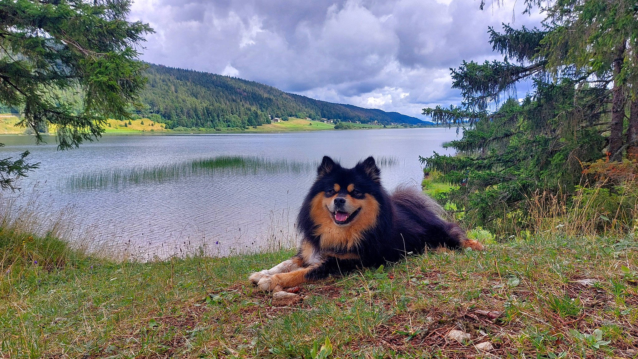 Leiko a rejoint le concours — aidez-le/la à gagner de superbes lots ! canidae, carnivore, cloud, collie, companion_dog, dog, dog_breed, grass, herding_dog, lake, landscape, mountain, natural_landscape, old_german_shepherd_dog, plant, shetland_sheepdog, sky, sporting_group, tree, water