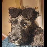 Jazz is registered to the contest to win money with this photo: dog, black_dog, pet, indoor, blanket, cozy, fur, portrait, animal, canine, home, thermostat, door, texture, resting, cute, looking_away, ears, snout, expression
