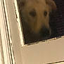 Bullet Lee is registered to the contest to win money with this photo: dog, window, glass, night, reflection, face, pet, animal, looking, blurred, frame, door, white, dark, closeup, peeling_paint, outdoor, curious, canine, fence