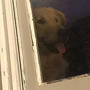 Bullet Lee joined the competition — help win amazing prizes! dog, window, door, glass, tongue, pet, animal, curious, peeking, indoor, white, frame, blurry, dirty, chipped_paint, closeup, face, canine, reflection, looking