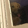 dog, window, door, glass, tongue, pet, animal, curious, peeking, indoor, white, frame, blurry, dirty, chipped_paint, closeup, face, canine, reflection, looking