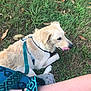 Bullet Lee is registered to the contest to win money with this photo: dog, grass, leash, harness, person, arm, outdoor, nature, pet, animal, tongue, licking, greenery, resting, casual, daylight, closeup, playful, relaxed, summer
