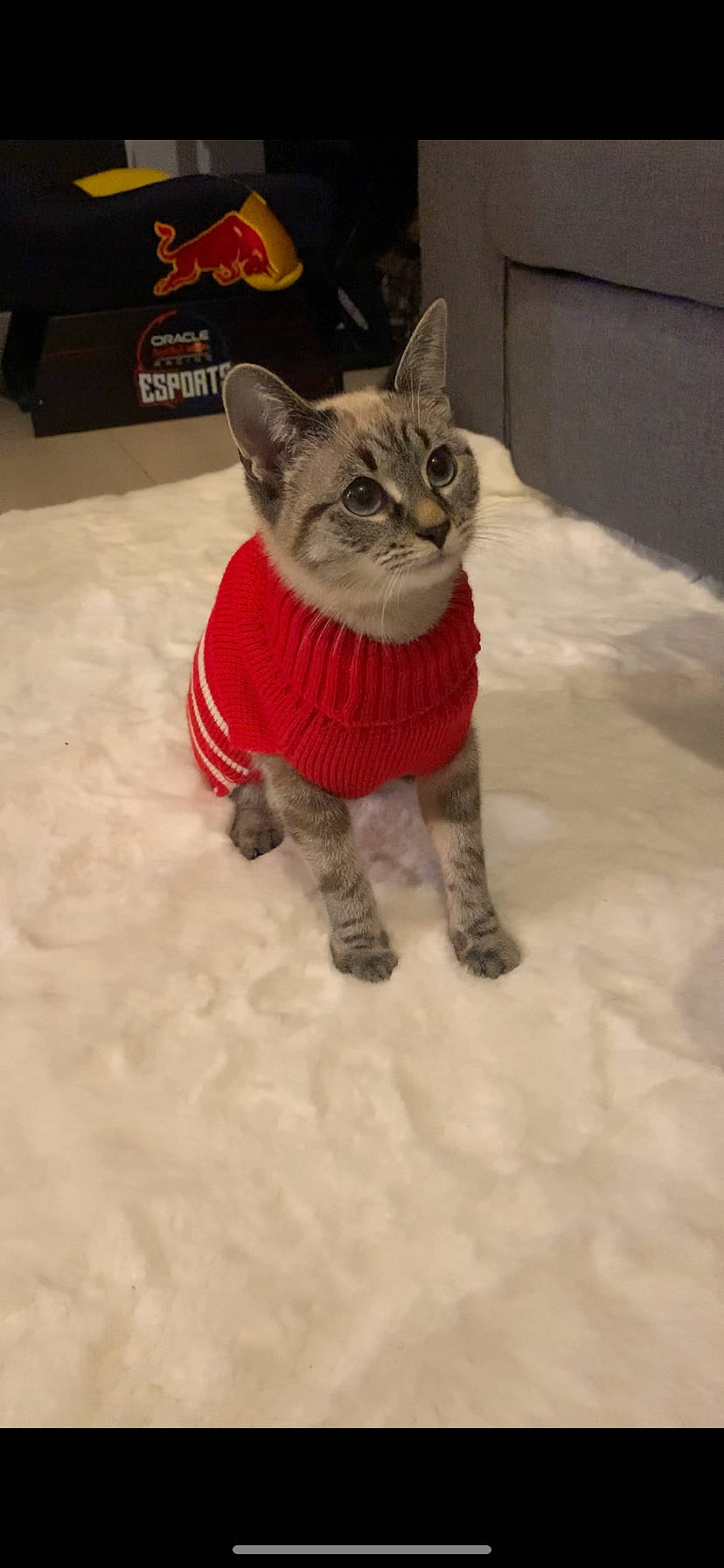 Uby participe au concours pour gagner de l'argent avec cette photo : art, canidae, carnivore, cat, claw, domestic_short_haired_cat, fawn, felidae, freezing, fur, grey, paw, russian_blue, small_to_medium_sized_cats, snout, snow, tail, terrestrial_animal, whiskers, winter