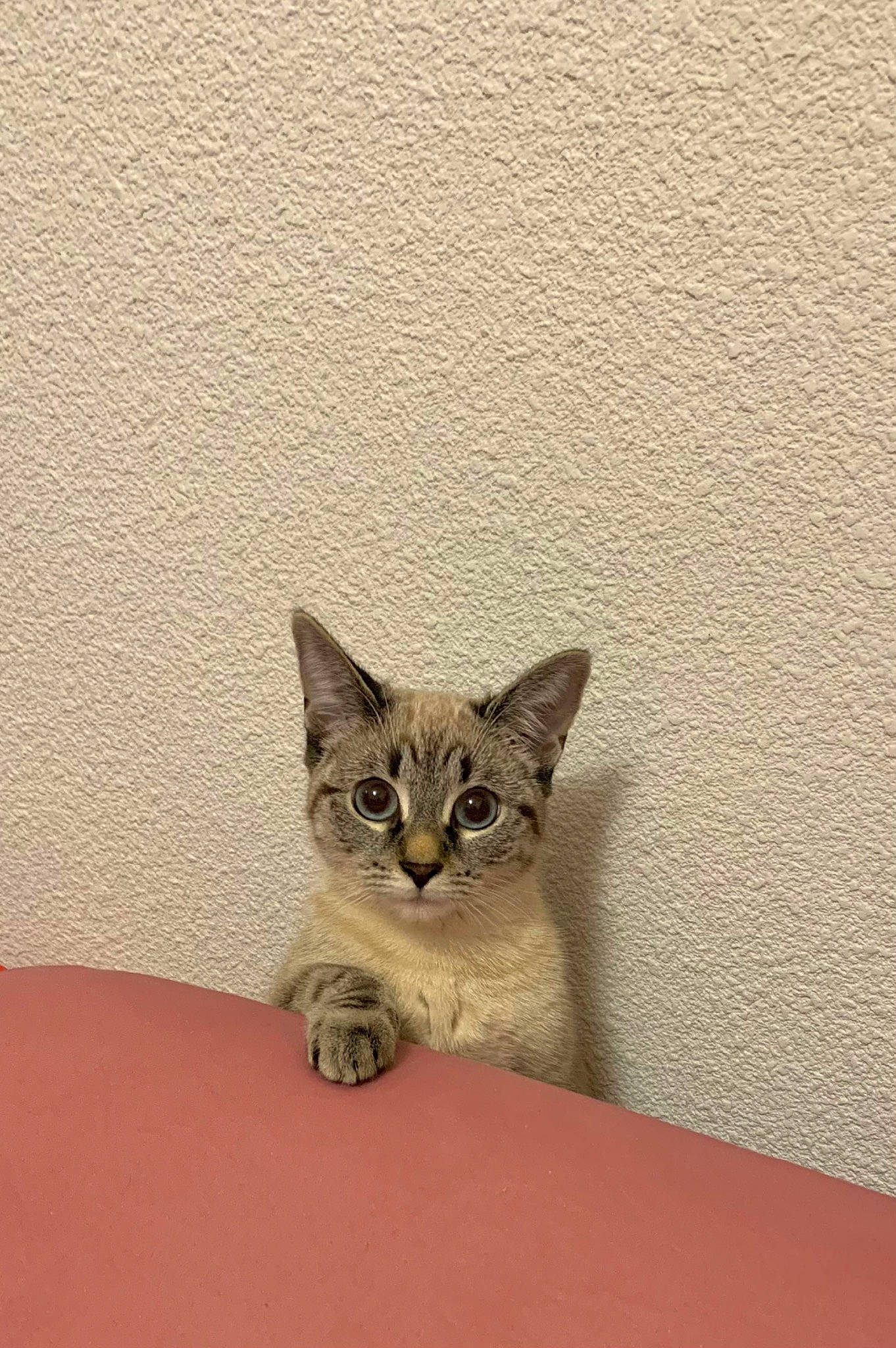 Uby participe au concours pour gagner de l'argent avec cette photo : carnivore, cat, domestic_short_haired_cat, door, fawn, felidae, floor, flooring, fur, grey, metal, paw, room, small_to_medium_sized_cats, snout, tail, terrestrial_animal, whiskers, wildlife, wood