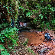 Kelios participe au concours pour gagner de l'argent avec cette photo : forest, greenery, fern, moss, stream, muddy_water, rocks, dog, black_dog, leaves, tree, nature, outdoor, woodland, path, wildlife, canine, vegetation, shrub, trunk