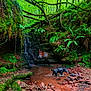 dog, waterfall, forest, greenery, rocks, moss, ferns, water, mud, nature, trees, outdoor, stream, pile_of_rocks, wildlife, landscape, lush, canopy, adventure, playful