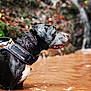 dog, black_dog, wet, water, muddy_water, outdoor, nature, animal, canine, side_view, harness, fur, pond, river, forest, background_blur, standing, alert, profile, daylight