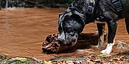 Kelios participe au concours pour gagner de l'argent avec cette photo : dog, black_and_white, harness, wood, muddy_water, puddle, leaves, outdoor, nature, wet, chewing, forest_floor, greenery, animal, pet, canine, snout, play, water, adventure