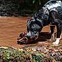 dog, black_and_white, harness, wood, muddy_water, puddle, leaves, outdoor, nature, wet, chewing, forest_floor, greenery, animal, pet, canine, snout, play, water, adventure