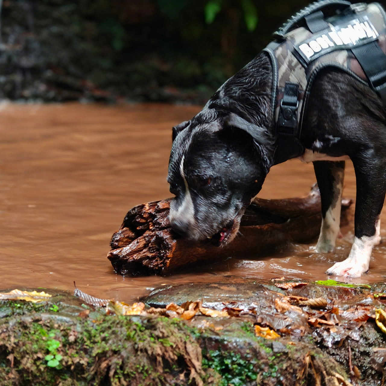 Kelios participe au concours pour gagner de l'argent avec cette photo : adventure, animal, black_and_white, canine, chewing, dog, forest_floor, greenery, harness, leaves, muddy_water, nature, outdoor, pet, play, puddle, snout, water, wet, wood