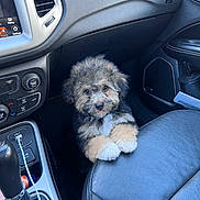 Bentley Max Huggins joined the competition — help win amazing prizes! animal, button, car_interior, center_console, connection_interrupted, cute, dashboard, dog, door_panel, fluffy, gear_shift, leather_seat, mobile_screenshot, pet, puppy, screen, seat, technology, vehicle, window