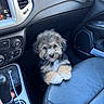 animal, button, car_interior, center_console, connection_interrupted, cute, dashboard, dog, door_panel, fluffy, gear_shift, leather_seat, mobile_screenshot, pet, puppy, screen, seat, technology, vehicle, window