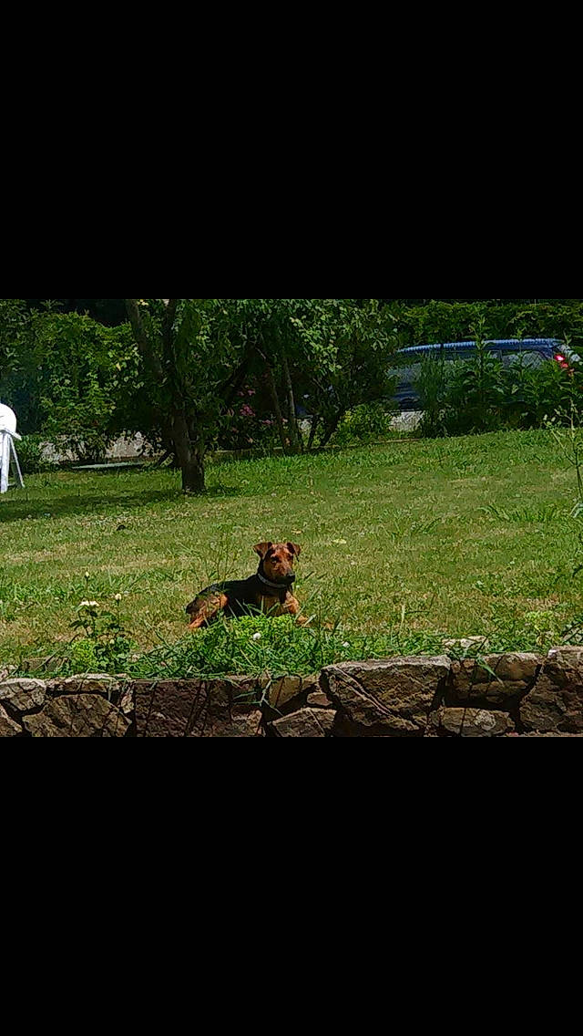 Flash a rejoint le concours — aidez-le/la à gagner de superbes lots ! canidae, dog, garden, grass, green, lawn, pasture, plant, sky, soil, sporting_group, tree