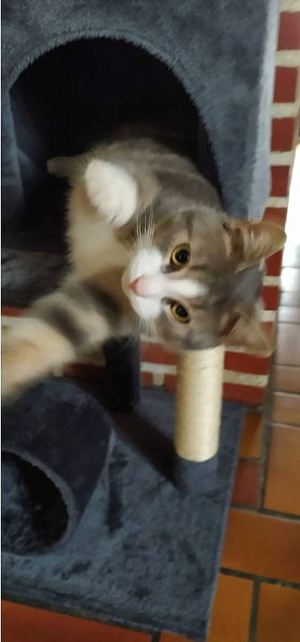 Grisby participe au concours pour gagner de l'argent avec cette photo : carnivore, cat, cat_supply, domestic_short_haired_cat, fawn, felidae, flooring, fur, hardwood, paw, small_to_medium_sized_cats, snout, tail, whiskers, wood