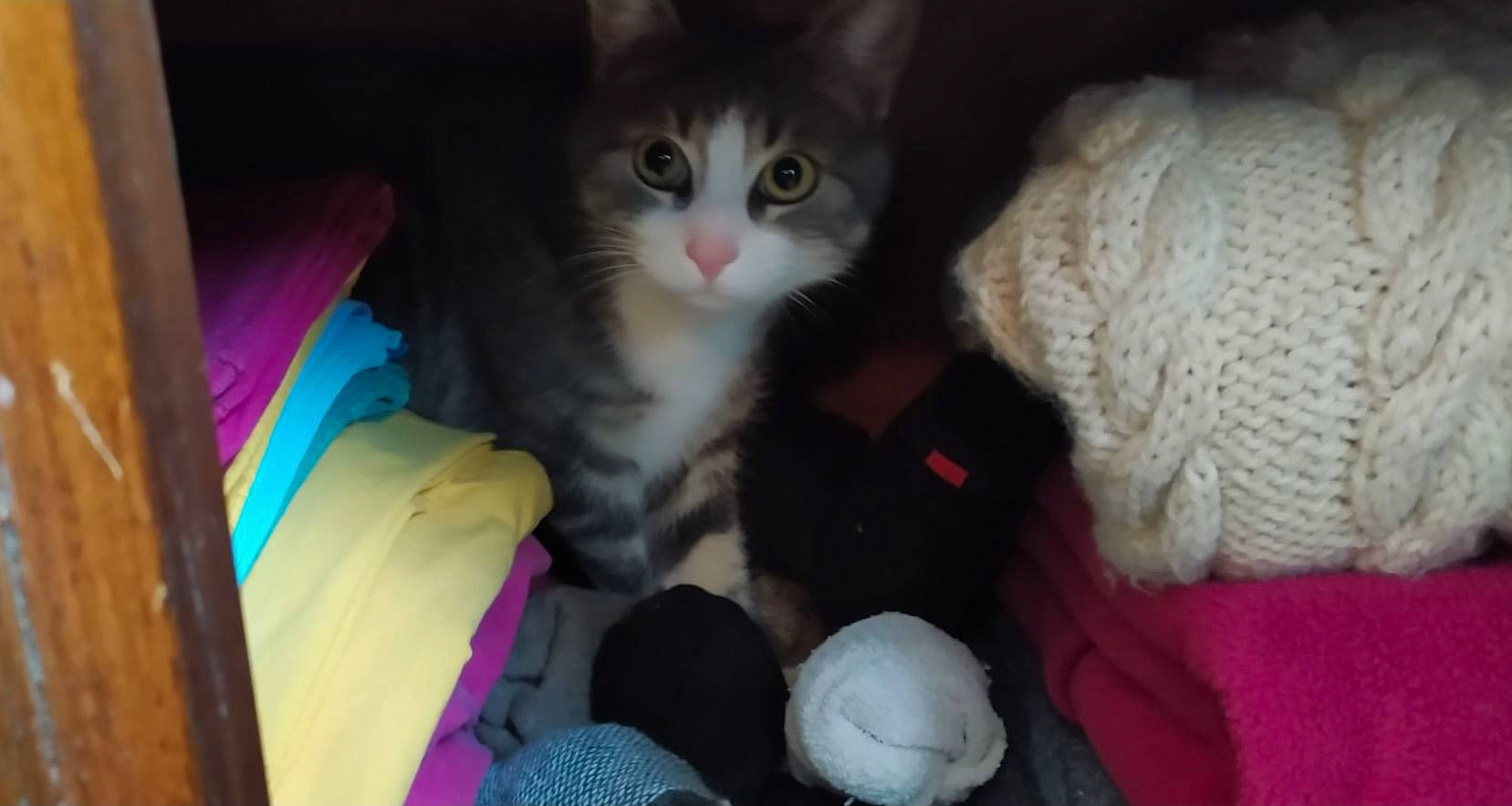 Grisby a rejoint le concours — aidez-le/la à gagner de superbes lots ! baseball_cap, box, cardboard, carnivore, cat, claw, comfort, domestic_short_haired_cat, felidae, fur, paw, small_to_medium_sized_cats, snout, tail, whiskers, wool, woolen