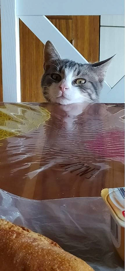 Grisby a rejoint le concours — aidez-le/la à gagner de superbes lots ! box, carnivore, cat, cat_supply, domestic_short_haired_cat, eye, fawn, felidae, fur, iris, paper, paper_product, pet_supply, room, small_to_medium_sized_cats, snout, tail, whiskers, window, wood