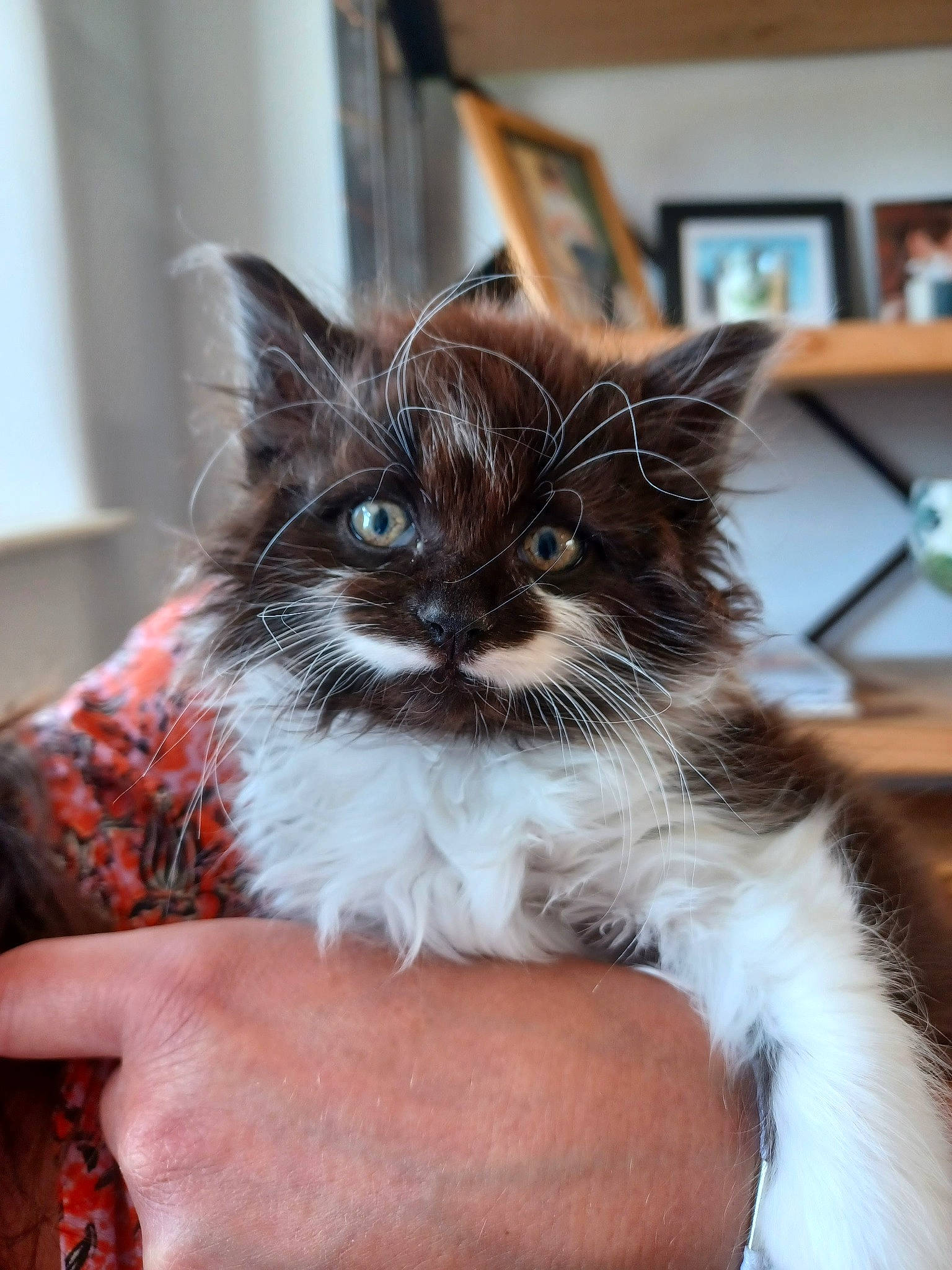 Albie is registered to the contest to win money with this photo: bag, birman, box, carnivore, cat, chair, claw, comfort, companion_dog, eyewear, fawn, felidae, formal_wear, fur, picture_frame, sitting, small_to_medium_sized_cats, whiskers