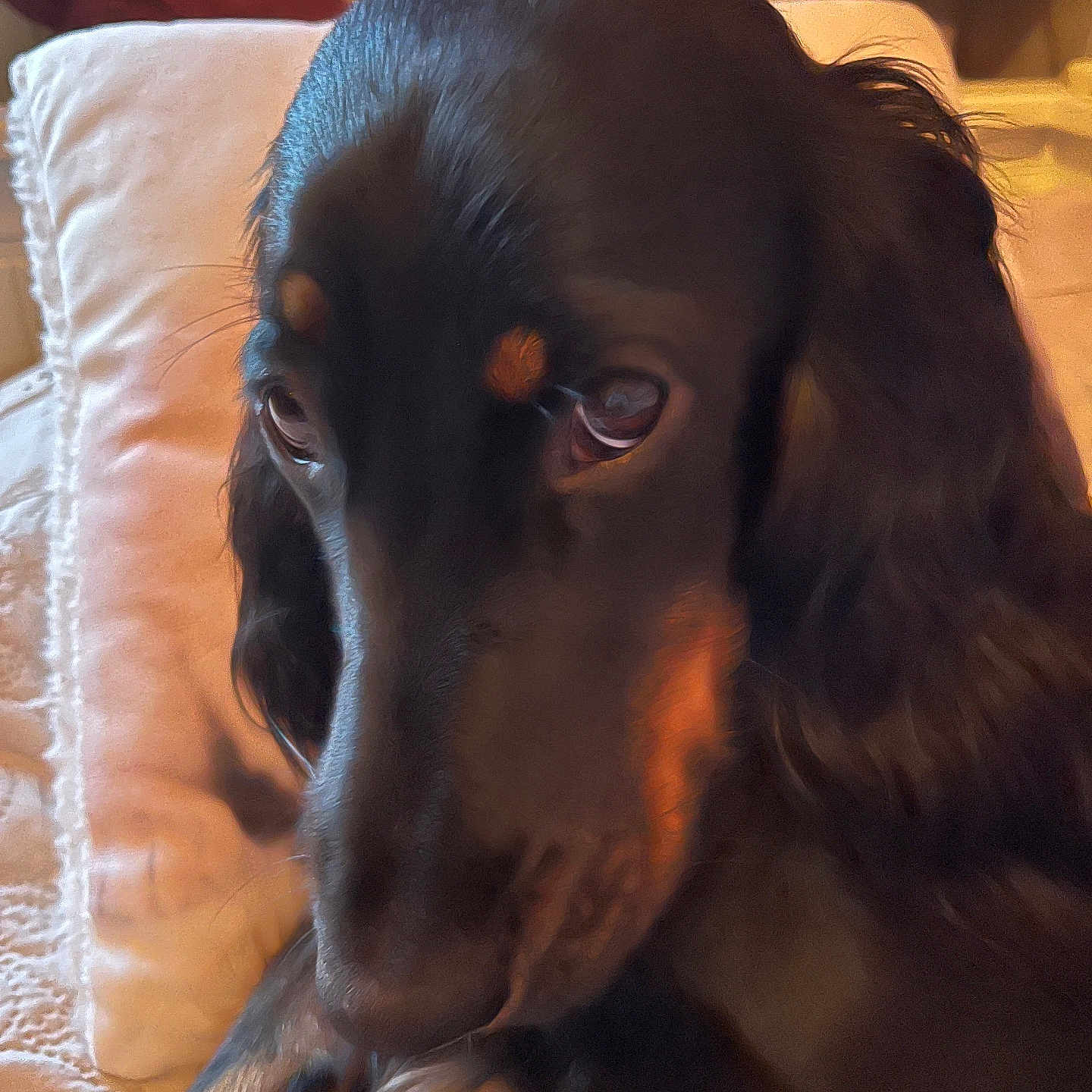 Violette a rejoint le concours — aidez-le/la à gagner de superbes lots ! animal, armchair, baby, blanket, canine, chair, cockerspaniel, couch, cushion, dog, furniture, homedecor, hound, labradorretriever, linen, person, pet, pointer, puppy, snout