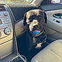 dog, ball, car_interior, passenger_seat, sunlight, window, cup, ice, dashboard, seat, collar, tag, black_dog, toy, pet, vehicle, leisure, animal, indoor, daylight