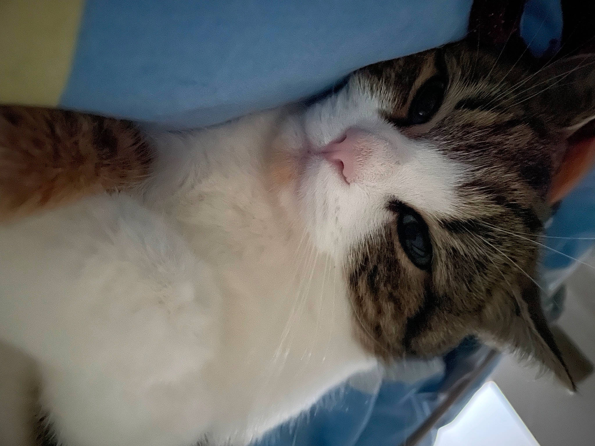 Poupette a rejoint le concours — aidez-le/la à gagner de superbes lots ! carnivore, cat, comfort, domestic_short_haired_cat, felidae, fur, paw, small_to_medium_sized_cats, snout, terrestrial_animal, whiskers