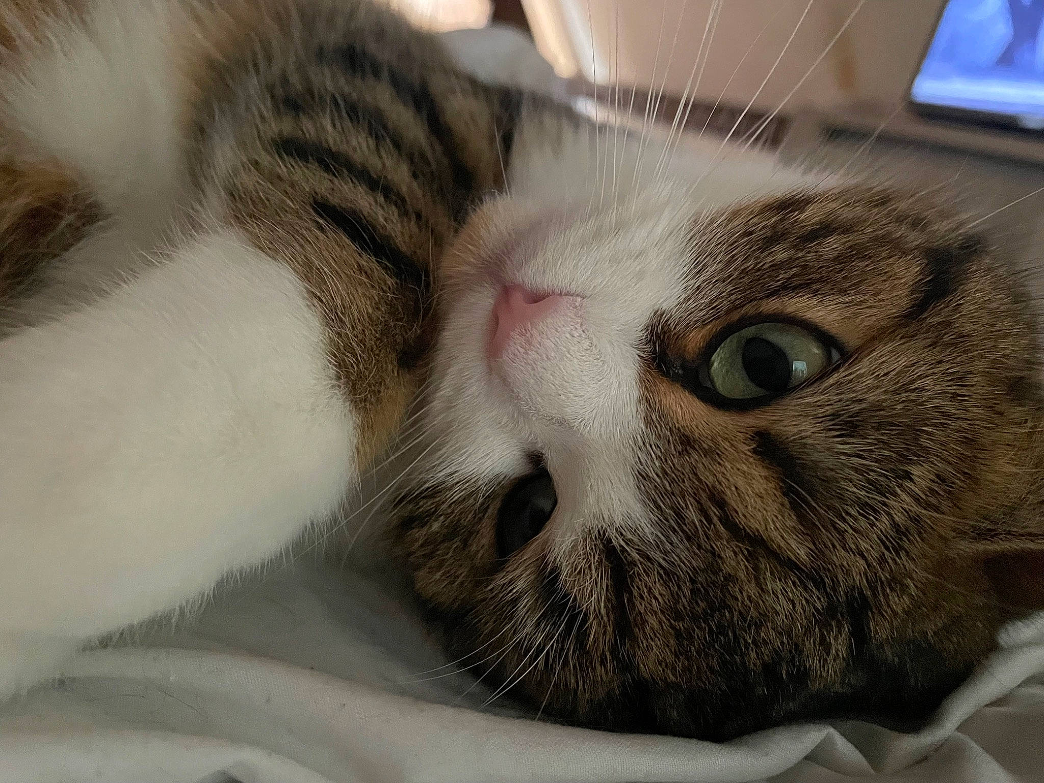 Poupette participe au concours pour gagner de l'argent avec cette photo : carnivore, cat, close_up, comfort, domestic_short_haired_cat, felidae, fur, nap, paw, sleep, small_to_medium_sized_cats, snout, terrestrial_animal, whiskers