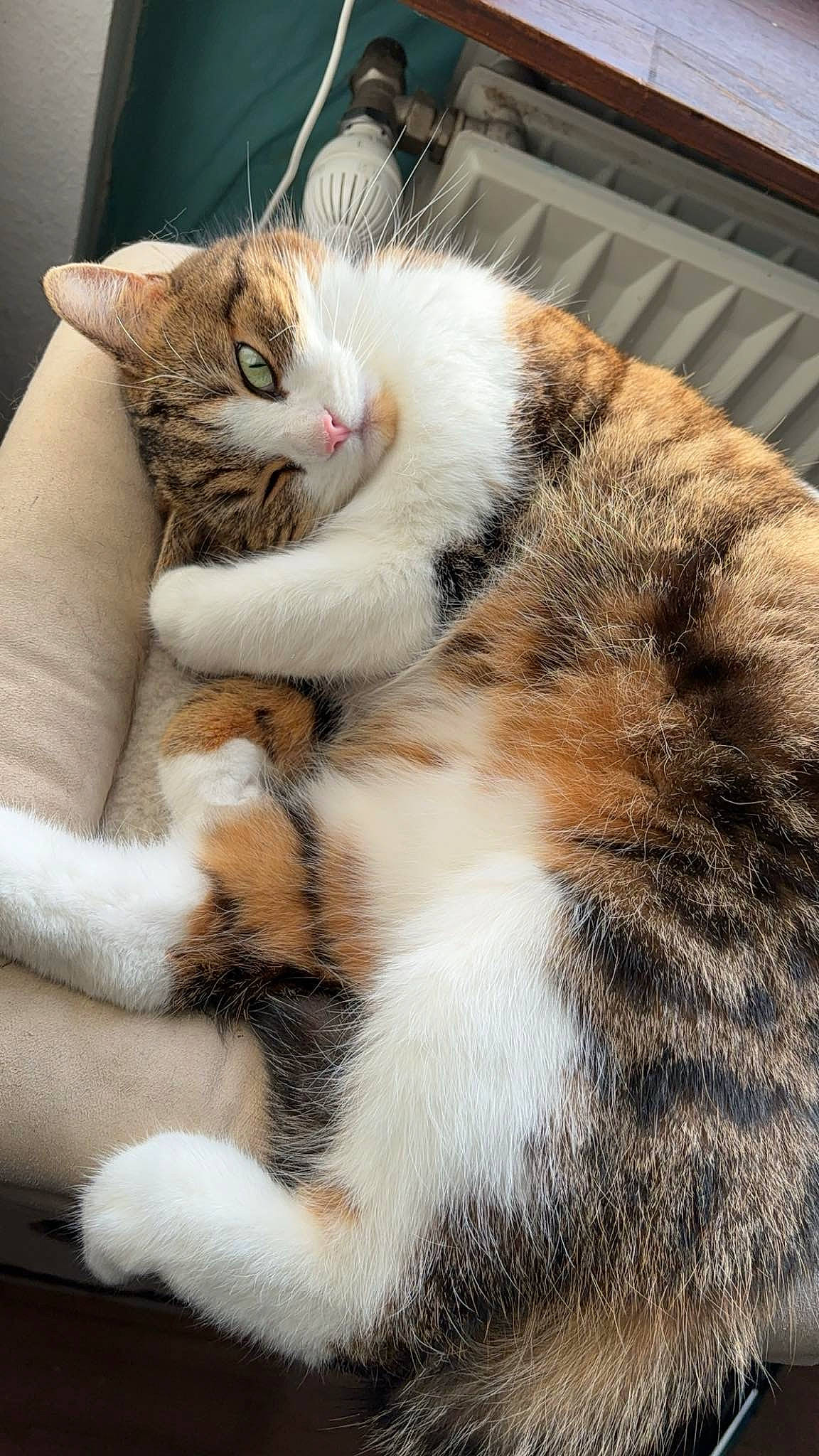 Poupette a rejoint le concours — aidez-le/la à gagner de superbes lots ! carnivore, cat, claw, comfort, domestic_short_haired_cat, fawn, felidae, foot, fur, grass, mammal, paw, sleep, small_to_medium_sized_cats, snout, tail, terrestrial_animal, tree, whiskers, wood