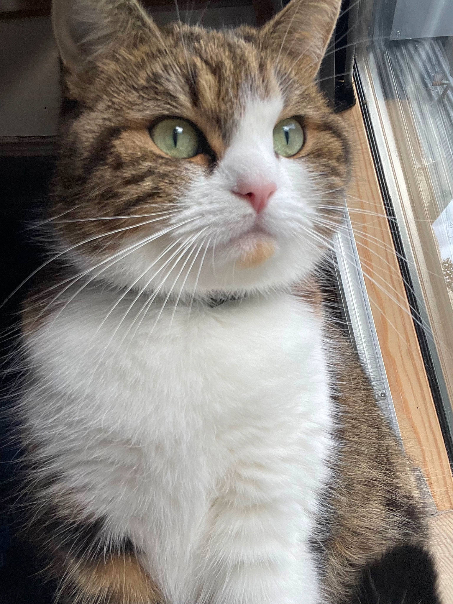 Poupette participe au concours pour gagner de l'argent avec cette photo : carnivore, cat, domestic_short_haired_cat, door, eye, felidae, fur, small_to_medium_sized_cats, snout, terrestrial_animal, tree, whiskers, window