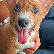 Saban joined the competition — help win amazing prizes! puppy, dog, corgi, tongue_out, ears, close_up, pet, animal, cute, happy, person, hand, white_shirt, indoor, fur, nose, paw, blue_eyes, smiling, young_dog