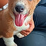 Saban joined the competition — help win amazing prizes! puppy, dog, pet, cute, tongue_out, fluffy, ears, happy, smiling, close_up, brown_and_white, fur, animal, hand, person, indoor, cuddle, adorable, young, friendly