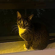 Serafina is registered to the contest to win money with this photo: cat, tabby, windowsill, night, indoor, pet, animal, whiskers, fur, curious, eyes, white_paws, marble_sill, dark_background, sitting, portrait, feline, domestic_cat, warm_light, window