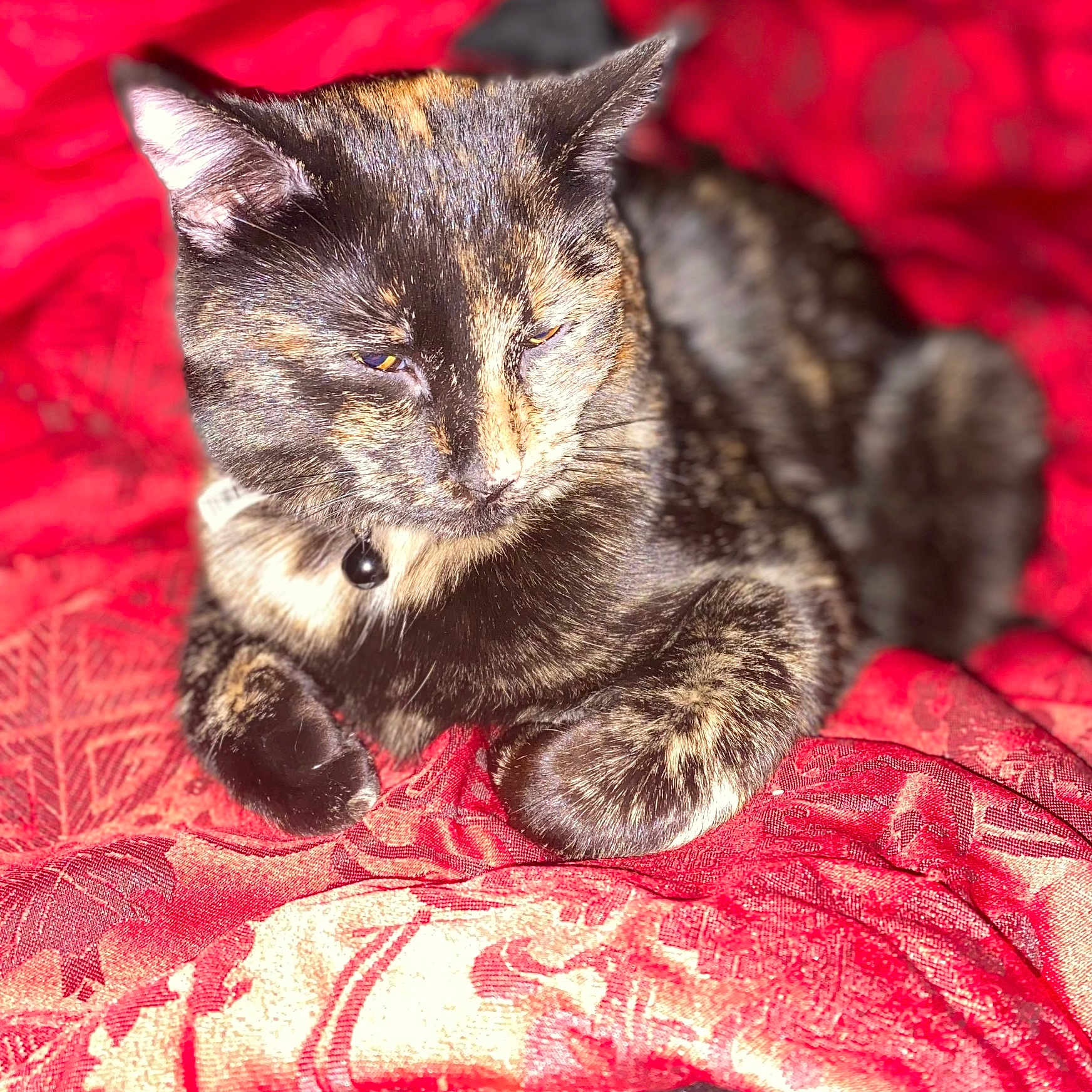 Luna joined the competition — help win amazing prizes! animal, cat, closeup, collar, cute, cute_pet, domestic_cat, ears, feline, fur, indoor, patterned_fabric, pet, red_bedspread, relaxed, resting, sleepy, soft, tortoiseshell_cat, whiskers