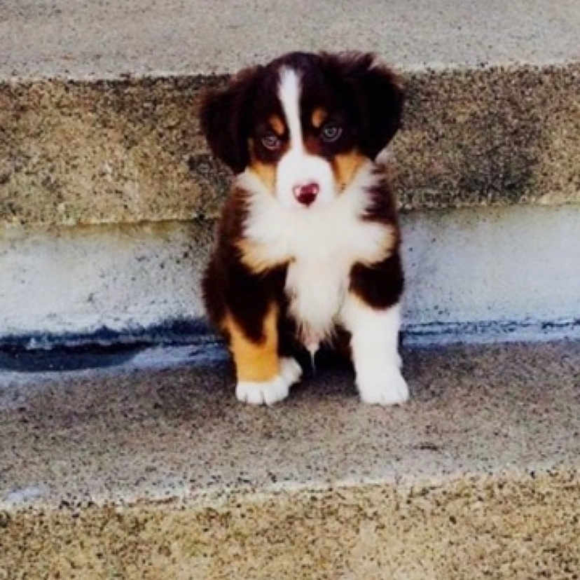 Phillip joined the competition — help win amazing prizes! animal, appenzeller, ball, bostonbull, bulldog, canine, cockerspaniel, collie, dog, eskimodog, hound, husky, papillon, pet, puppy, saintbernard, snout, sport, tennis, tennisball