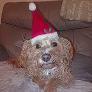 Toubi participe au concours pour gagner de l'argent avec cette photo : dog, santa_hat, brown_dog, fluffy_dog, pet, indoor, couch, blanket, leather_sofa, holiday, christmas, relaxed, looking_at_camera, furry, cute, animal, companion, home, cozy, portrait