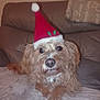 dog, santa_hat, brown_dog, fluffy_dog, pet, indoor, couch, blanket, leather_sofa, holiday, christmas, relaxed, looking_at_camera, furry, cute, animal, companion, home, cozy, portrait