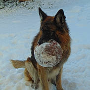 Junior participe au concours pour gagner de l'argent avec cette photo : dog, german_shepherd, snow, winter, ball, animal, outdoor, pet, fur, canine, play, fence, cold, nature, muzzle, ears, sitting, background, daylight, ground