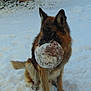 dog, german_shepherd, snow, winter, ball, animal, outdoor, pet, fur, canine, play, fence, cold, nature, muzzle, ears, sitting, background, daylight, ground