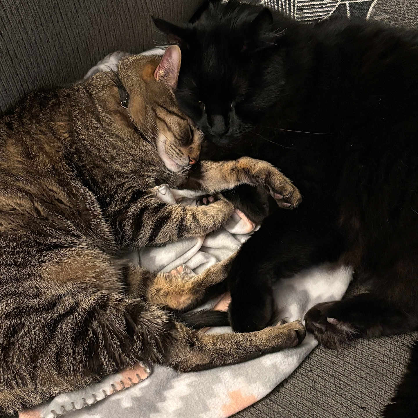 Bo And Jade joined the competition — help win amazing prizes! cat, tabby_cat, black_cat, sleeping, couch, blanket, feline, pet, cozy, snuggling, fur, indoor, resting, animal, cute, domestic_animal, companionship, relaxation, close_up, two_cats