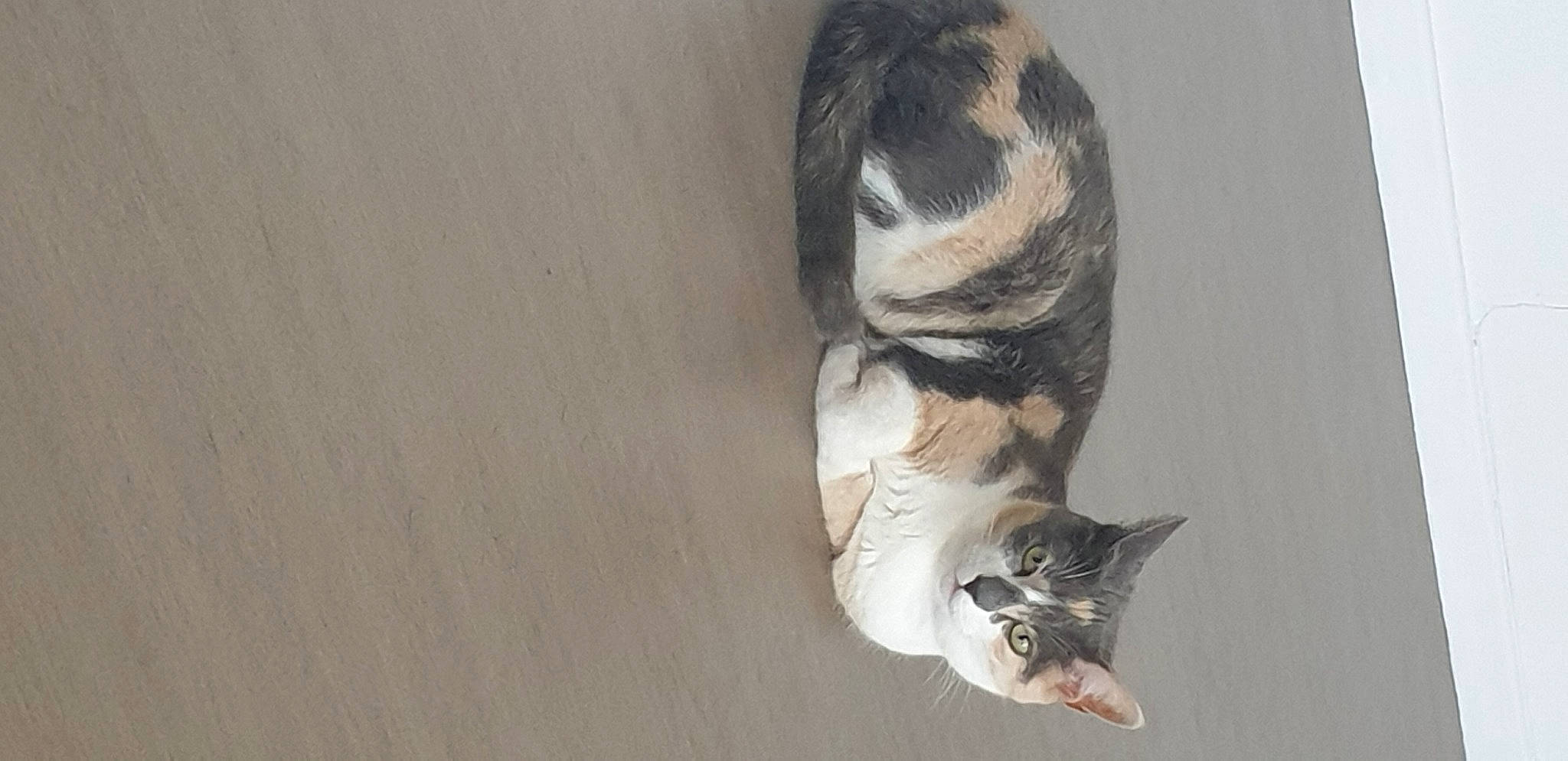 Izzy a rejoint le concours — aidez-le/la à gagner de superbes lots ! canidae, carnivore, cat, domestic_short_haired_cat, felidae, flooring, foot, fur, grey, hardwood, human_leg, paw, shadow, small_to_medium_sized_cats, snout, tail, terrestrial_animal, whiskers, window, wood