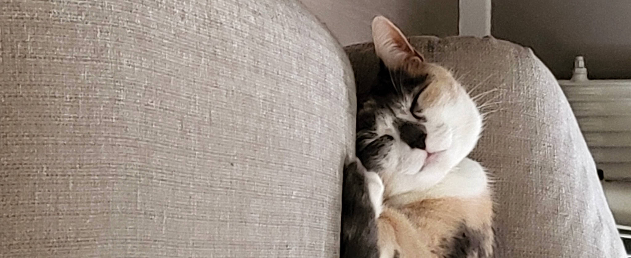 Izzy a rejoint le concours — aidez-le/la à gagner de superbes lots ! carnivore, cat, comfort, domestic_short_haired_cat, felidae, flooring, foot, fur, grey, human_leg, linens, monochrome, monochrome_photography, nap, paw, small_to_medium_sized_cats, snout, tail, whiskers, wood