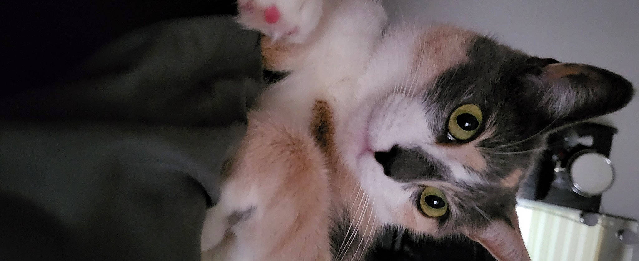 Izzy participe au concours pour gagner de l'argent avec cette photo : carnivore, cat, domestic_short_haired_cat, ear, felidae, fur, paw, small_to_medium_sized_cats, snout, whiskers