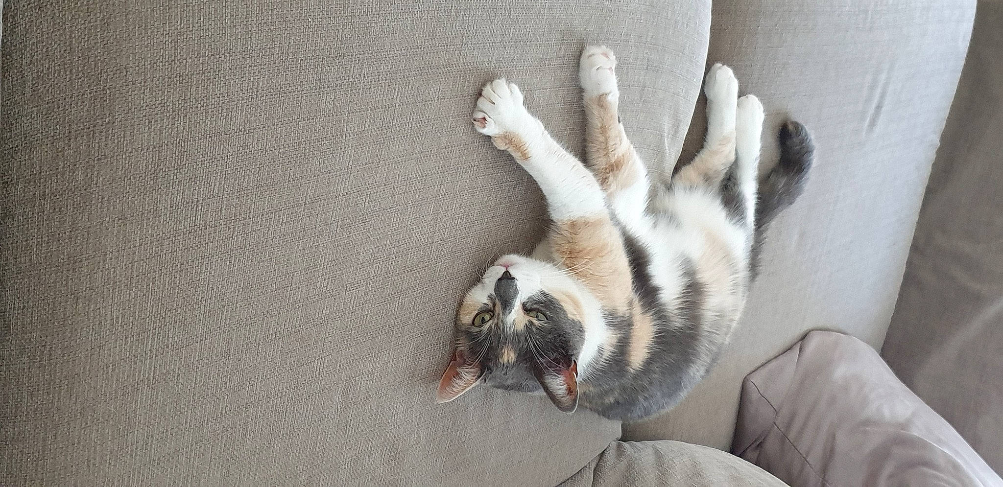 Izzy participe au concours pour gagner de l'argent avec cette photo : canidae, carnivore, cat, claw, comfort, dog_breed, domestic_short_haired_cat, fawn, felidae, fur, grey, paw, small_to_medium_sized_cats, snout, sporting_group, tail, terrestrial_animal, whiskers, wildlife, wood