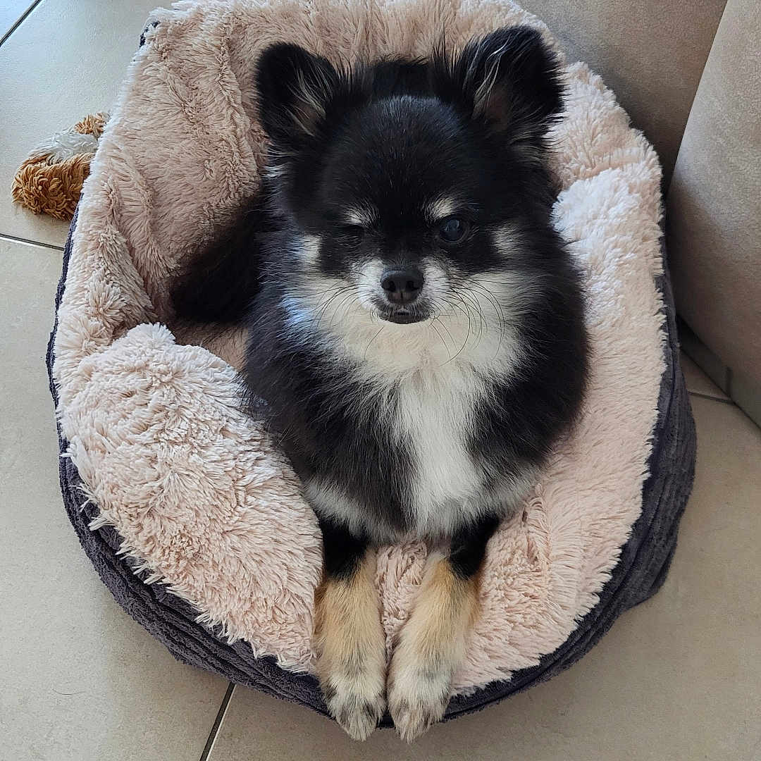 Olaf participe au concours pour gagner de l'argent avec cette photo : animal, canine, cat, chihuahua, cockerspaniel, dog, dogbed, eskimodog, homedecor, husky, papillon, pet, puppy