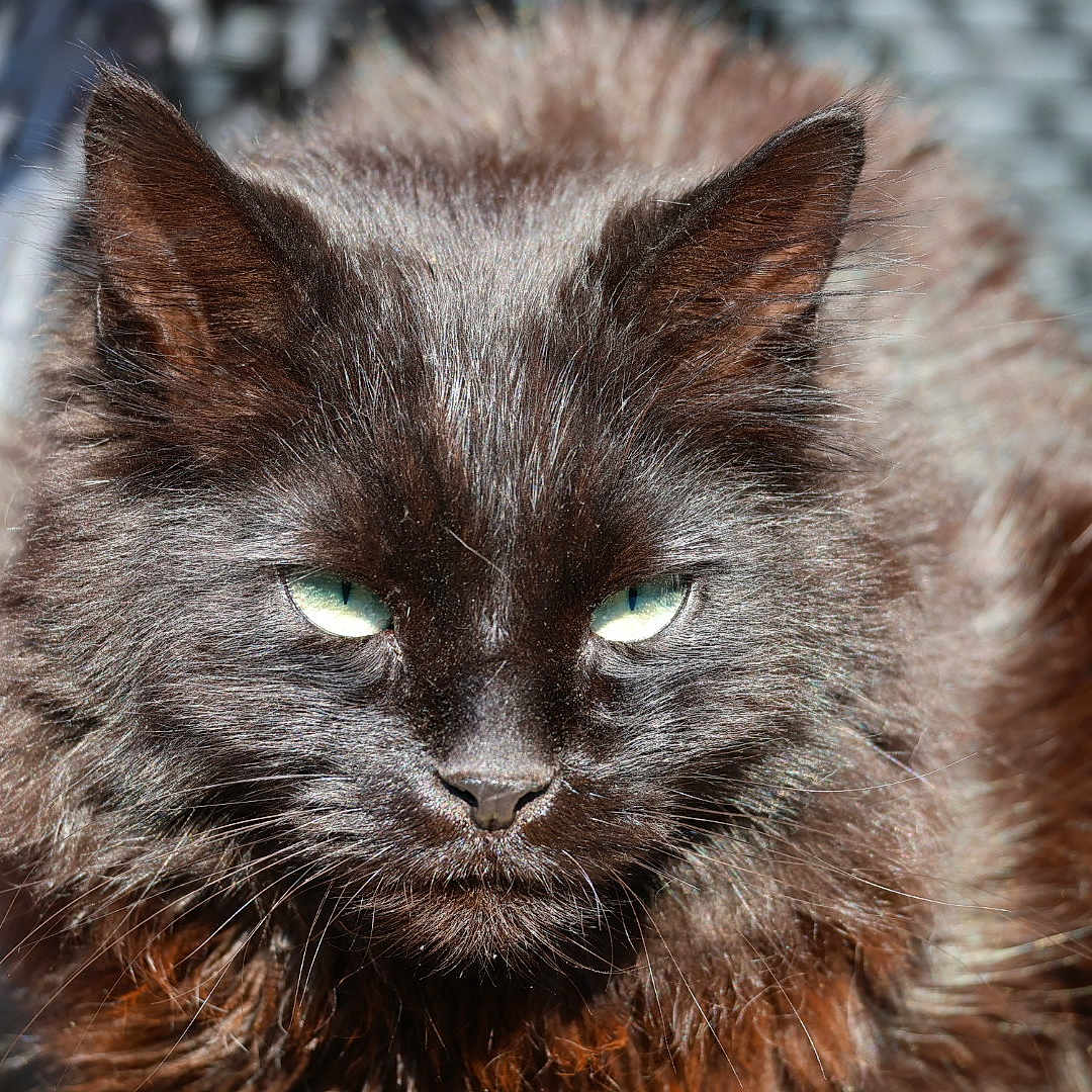 Choupi participe au concours pour gagner de l'argent avec cette photo : angora, animal, blackcat, cat, kitten, manx, pet, siamese