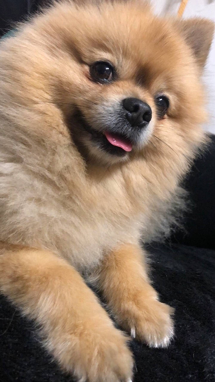 Pablo a rejoint le concours — aidez-le/la à gagner de superbes lots ! canidae, carnivore, companion_dog, dog, dog_breed, dog_supply, fawn, fur, german_spitz, german_spitz_klein, pet_supply, smile, snout, spitz, sporting_group, terrestrial_animal, toy_dog, volpino_italiano, whiskers, working_animal