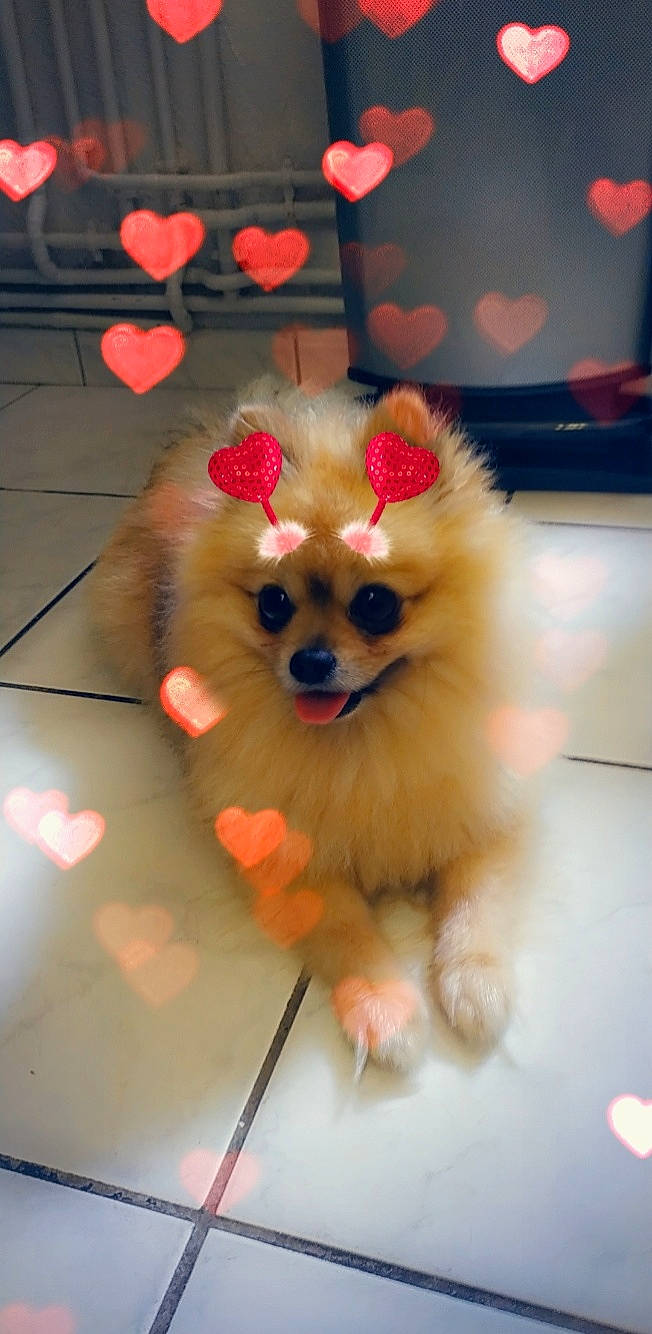 Pablo participe au concours pour gagner de l'argent avec cette photo : carnivore, companion_dog, dog, dog_breed, dog_supply, fawn, flooring, german_spitz, german_spitz_klein, hair, happy, head, pomeranian, smile, snout, spitz, sporting_group, toy_dog, whiskers, working_animal