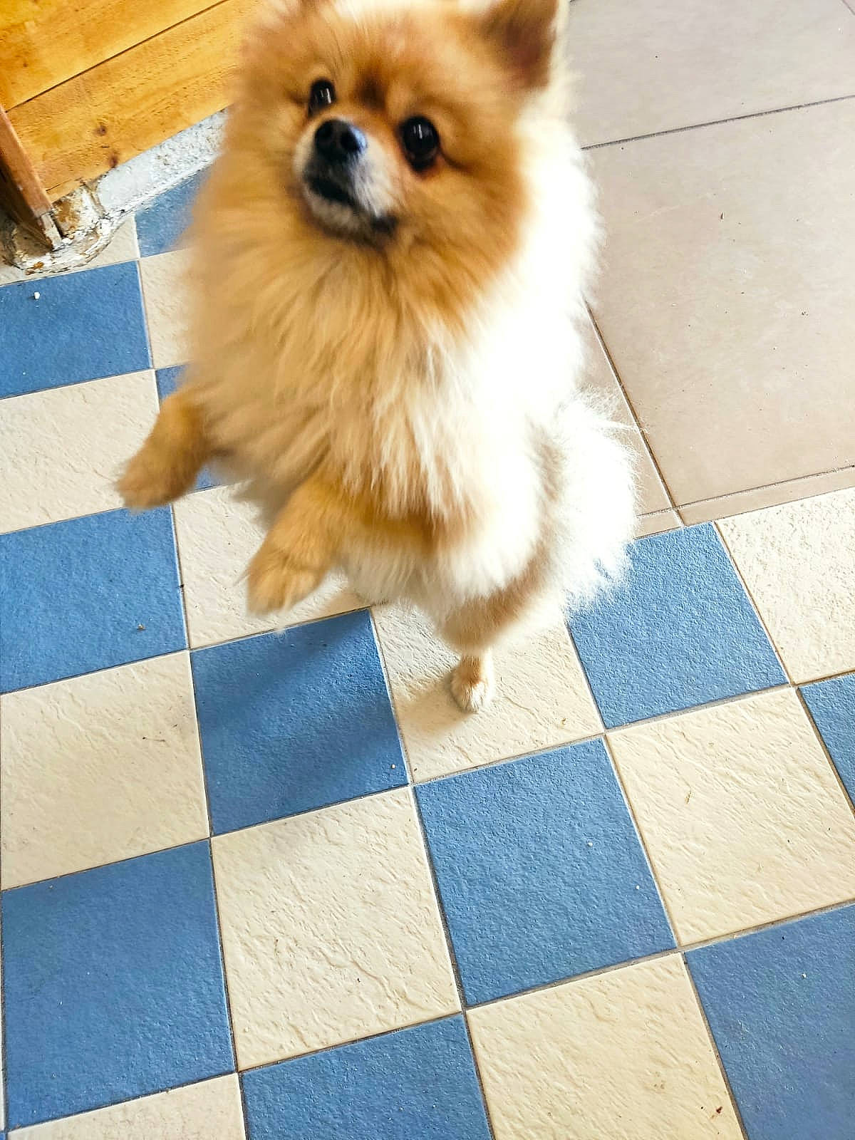 Pablo a rejoint le concours — aidez-le/la à gagner de superbes lots ! carnivore, companion_dog, dog, dog_breed, dog_supply, fawn, floor, flooring, german_spitz, german_spitz_klein, german_spitz_mittel, pomeranian, rectangle, snout, spitz, tile_flooring, toy_dog, whiskers, wood, working_animal