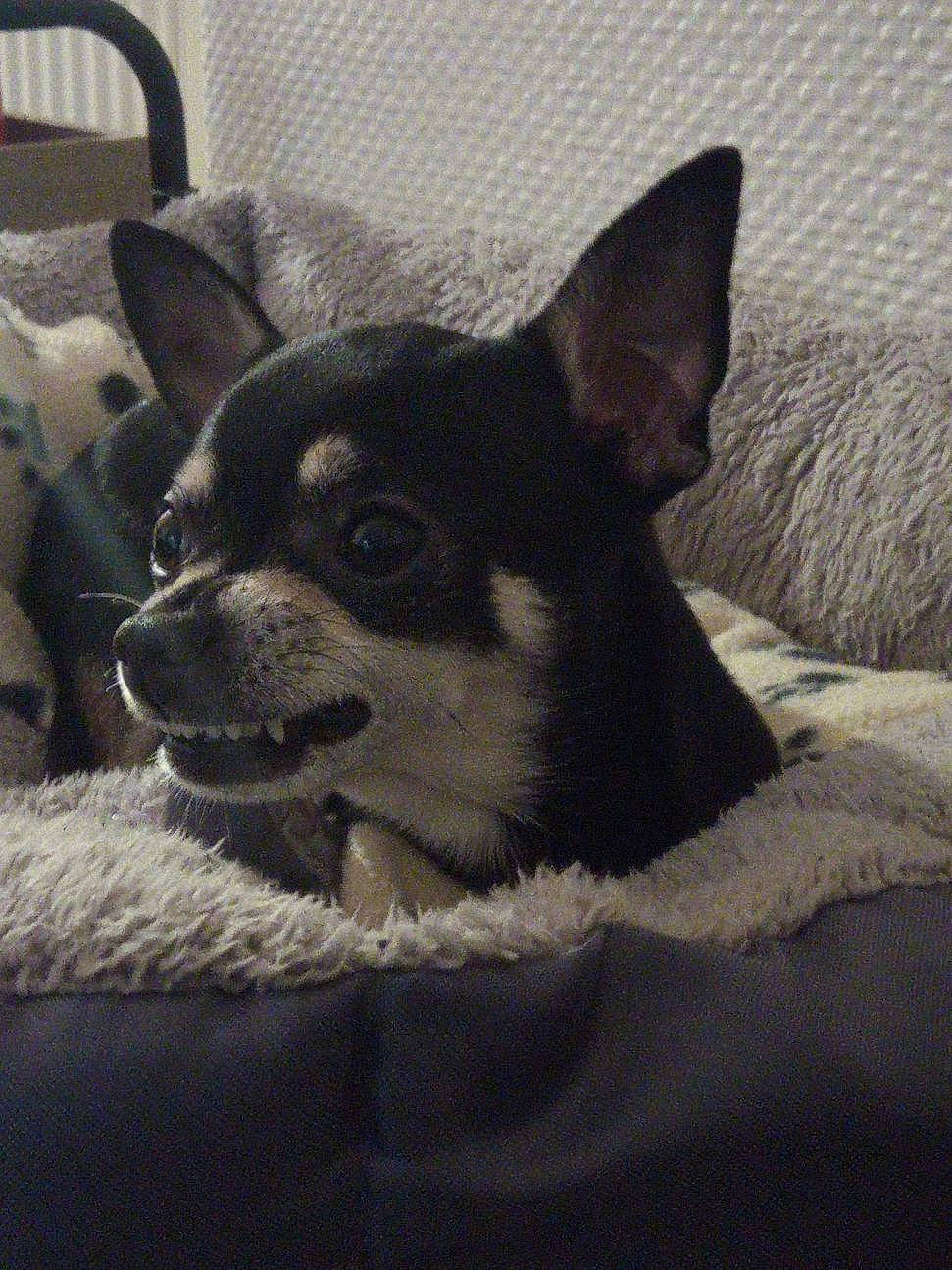 Furby participe au concours pour gagner de l'argent avec cette photo : canidae, carnivore, chihuahua, companion_dog, corgi_chihuahua, dog, dog_breed, ear, mammal, puppy, snout, teddy_roosevelt_terrier, toy_dog, vertebrate